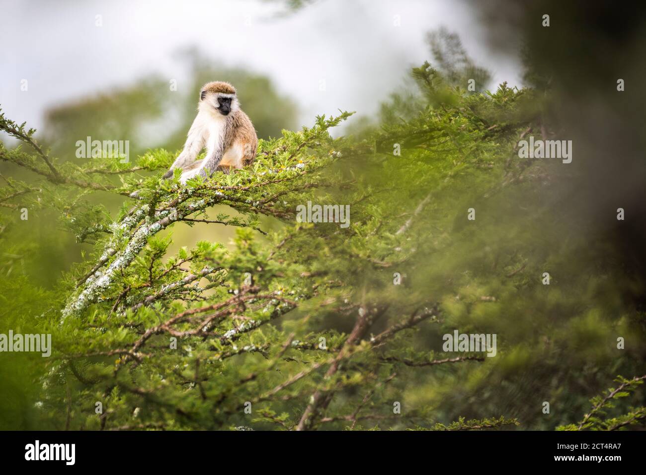Vervet Monkey (Chlorocebus pygerythrus) at El Karama Ranch, Laikipia County, Kenya Stock Photo