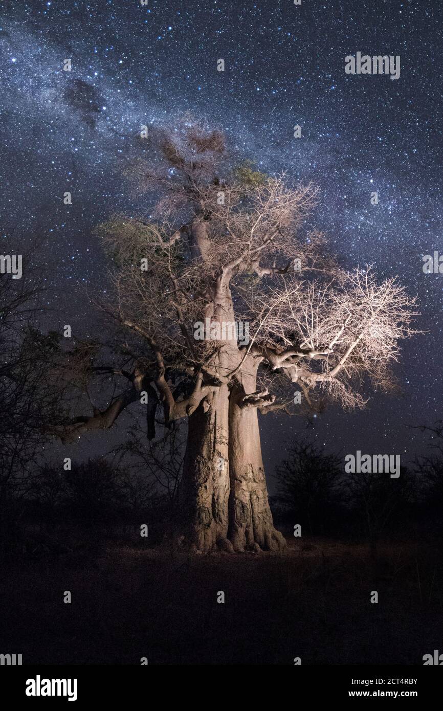 A large Baobab is lit as it stands under the blue Milky Way. Stock Photo