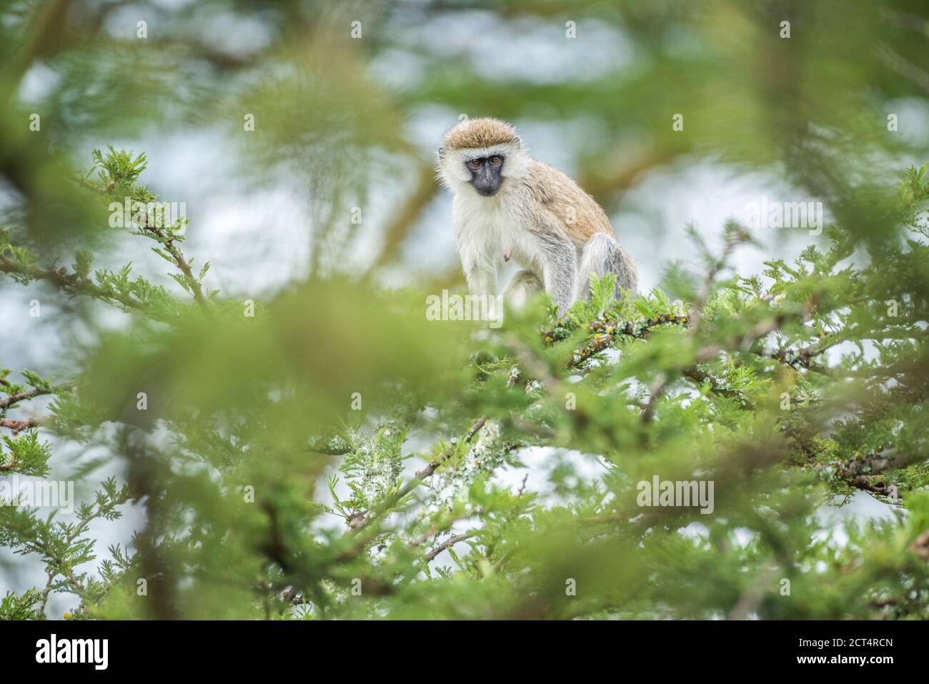 Vervet Monkey (Chlorocebus pygerythrus) at El Karama Ranch, Laikipia County, Kenya Stock Photo