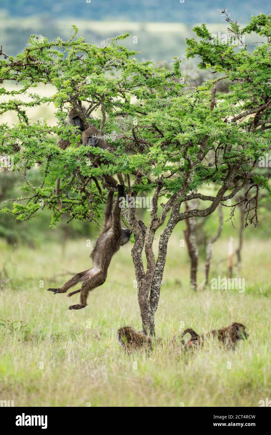 Baboon (Papio) at El Karama Ranch, Laikipia County, Kenya Stock Photo