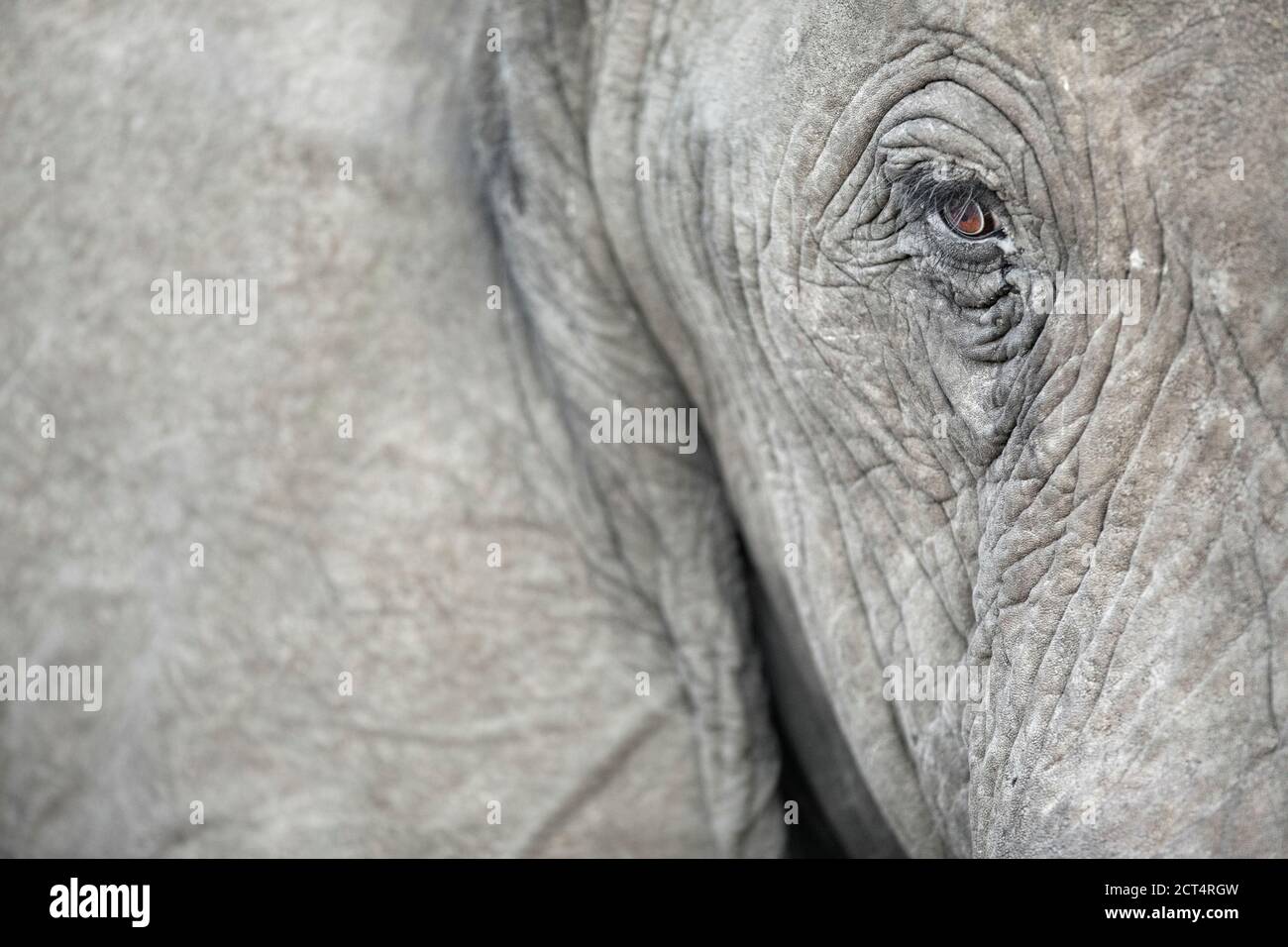 Close up details of an African Elephant. Stock Photo