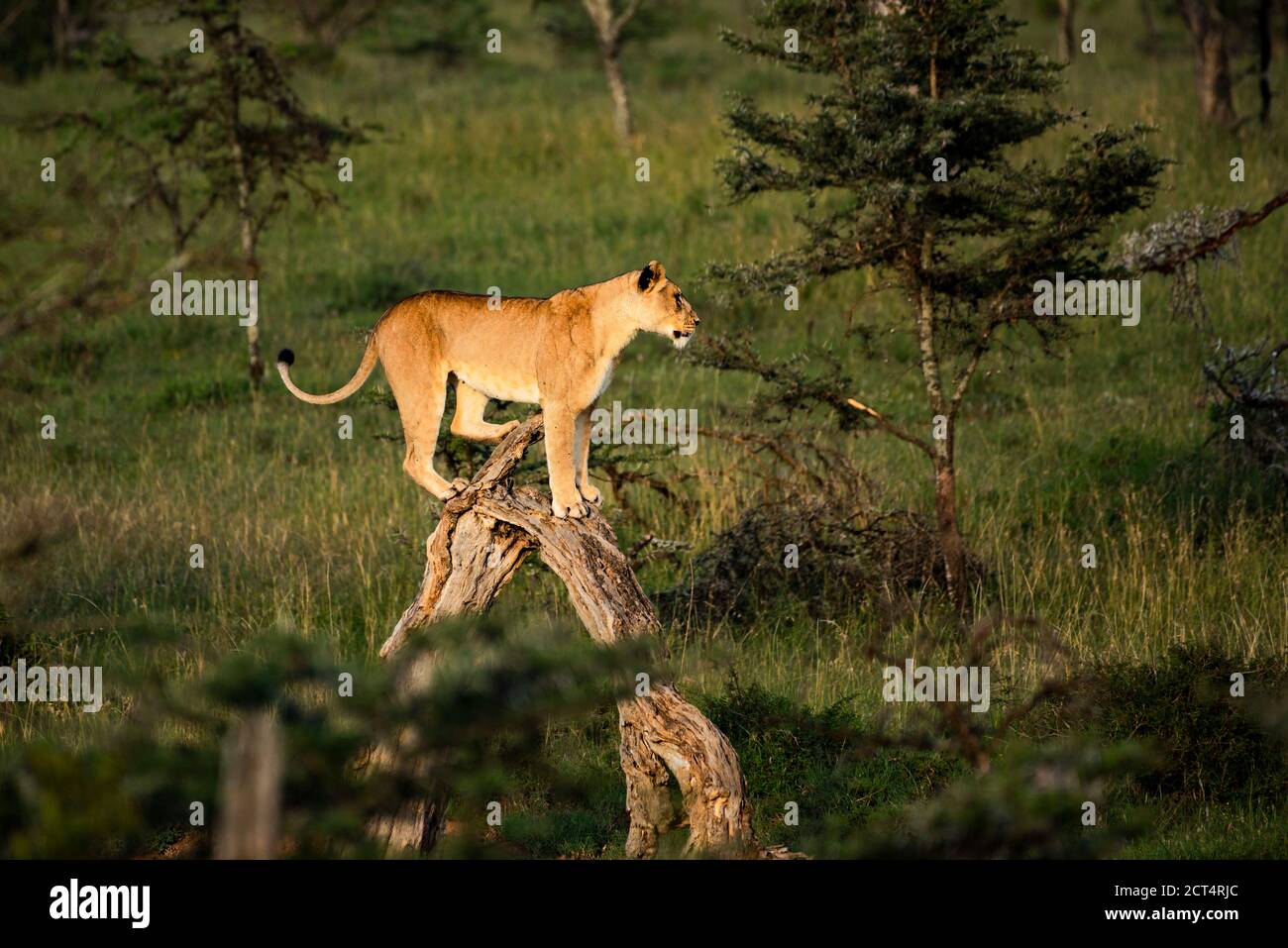 Lion (Panthera leo, female lioness) at El Karama Ranch, Laikipia County, Kenya Stock Photo