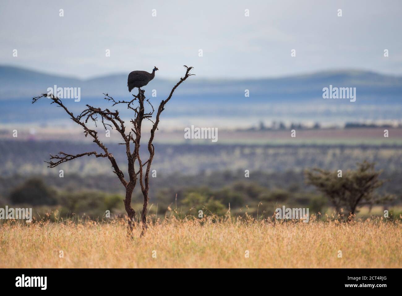 Helmeted Guineafowl (Numida meleagris) at El Karama Ranch, Laikipia County, Kenya Stock Photo