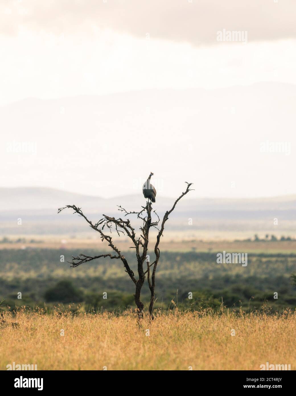 Helmeted Guineafowl (Numida meleagris) at El Karama Ranch, Laikipia County, Kenya Stock Photo