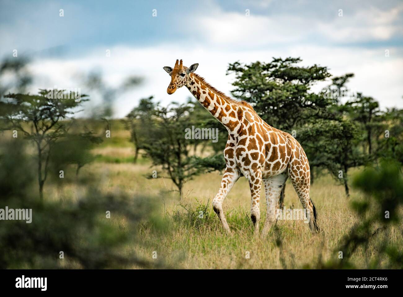Reticulated Giraffe (Giraffa reticulata) at El Karama Ranch, Laikipia County, Kenya Stock Photo