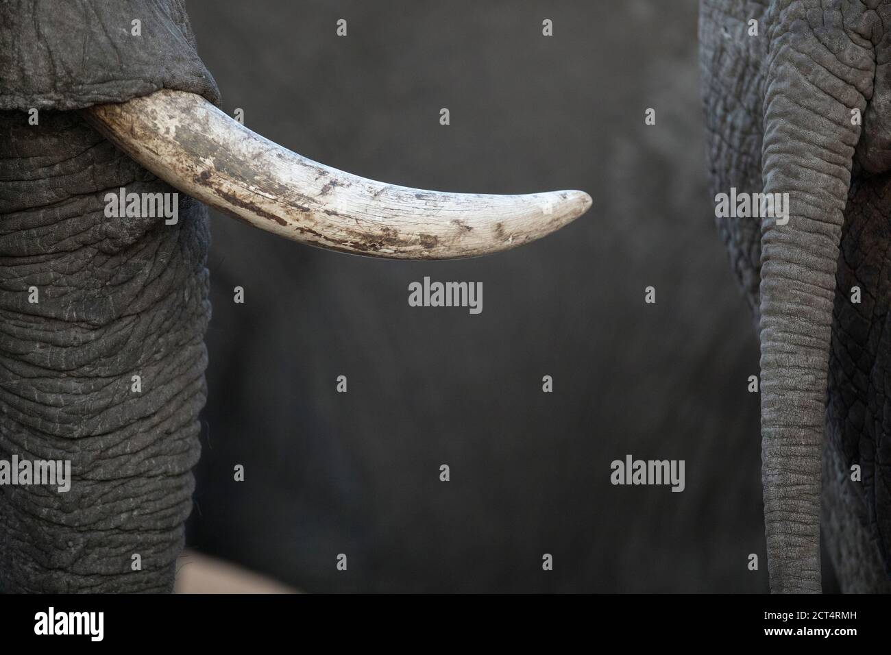 Close up details of an elephants tusk. Stock Photo