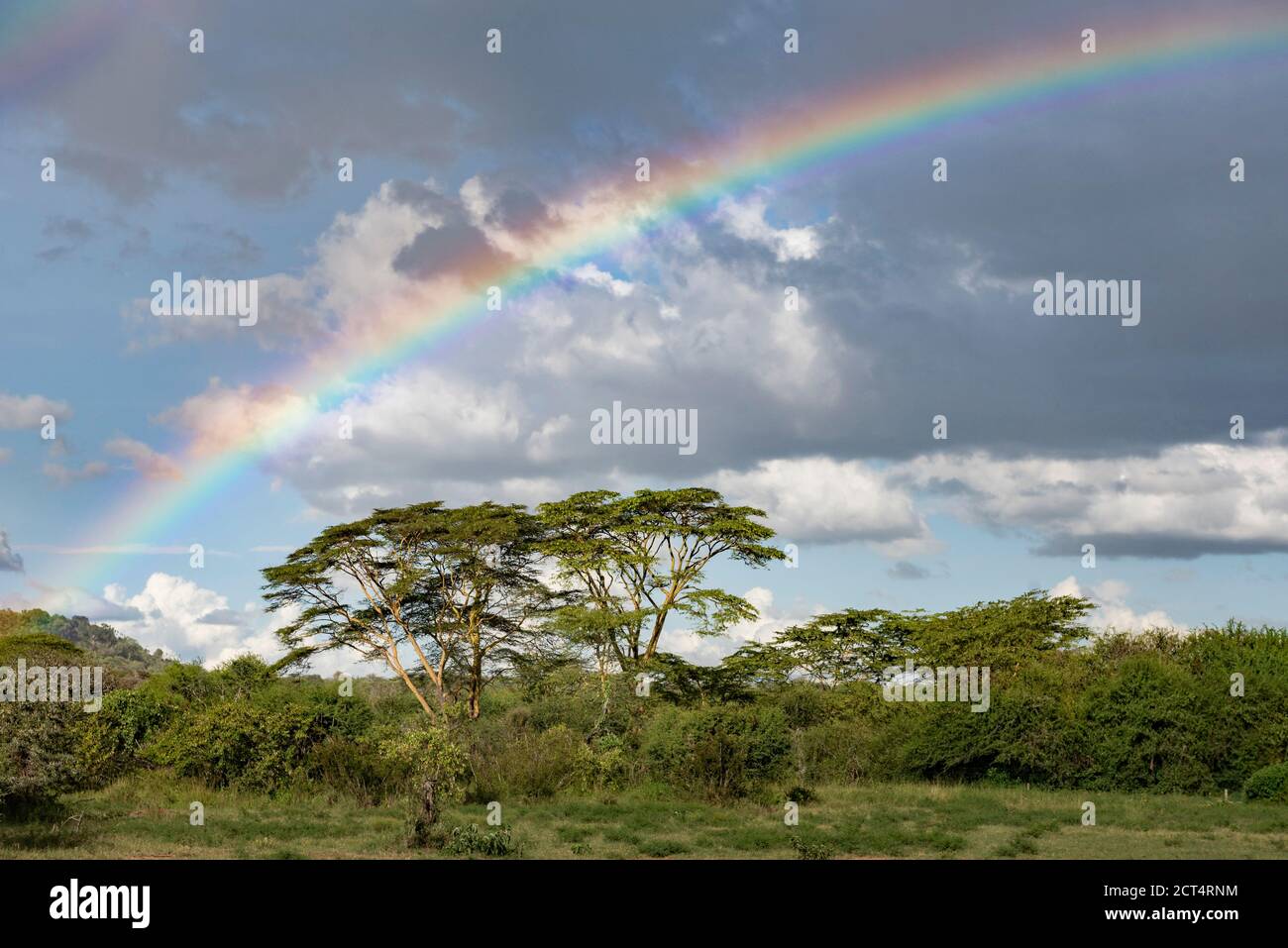 Rainbow over Acacia Trees at El Karama Ranch, Laikipia County, Kenya Stock Photo
