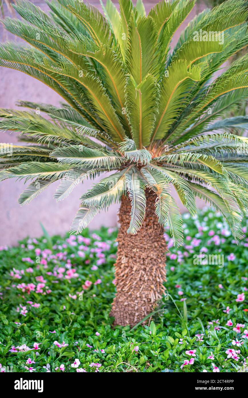 Tropical small palm tree. Beautiful nature background. Stock Photo