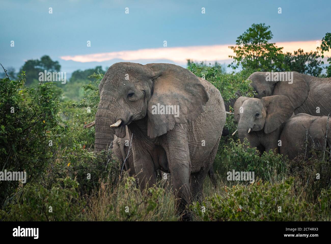 African Elephant (Loxodonta africana) at Sosian Ranch, Laikipia County, Kenya Stock Photo