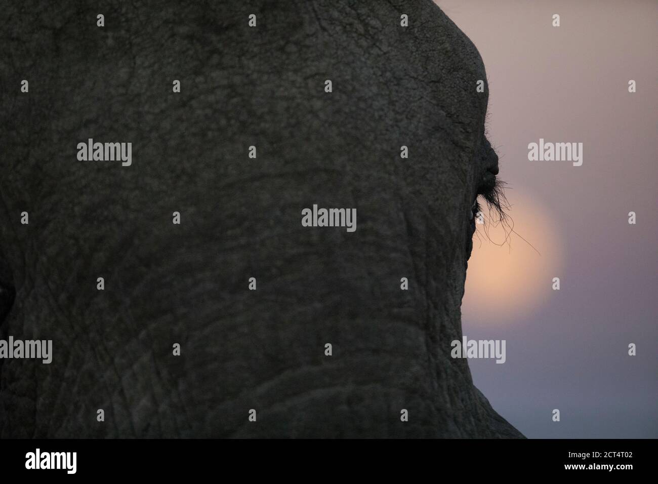 Close up of an elephant eyelash in front of a rising moon. Stock Photo