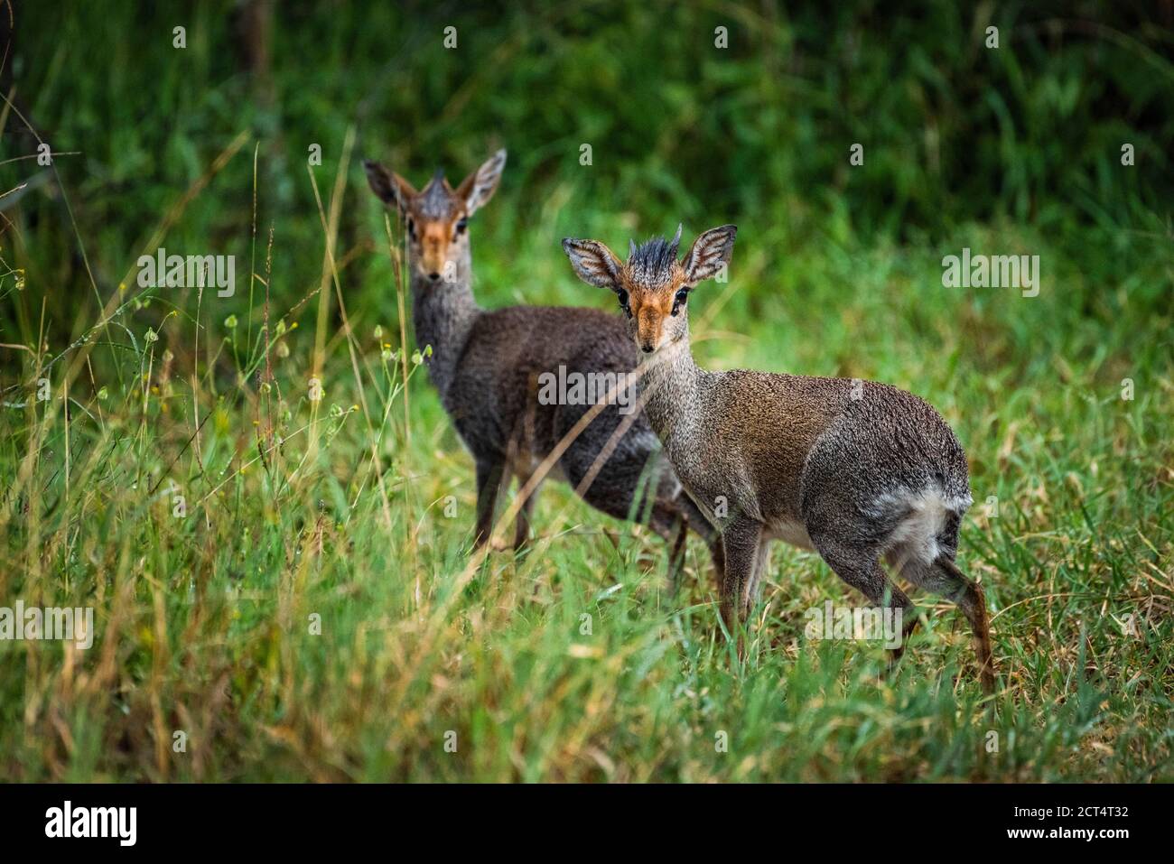 Dik-dik (Madoqua kirkii) at Sosian Ranch, Laikipia County, Kenya Stock Photo