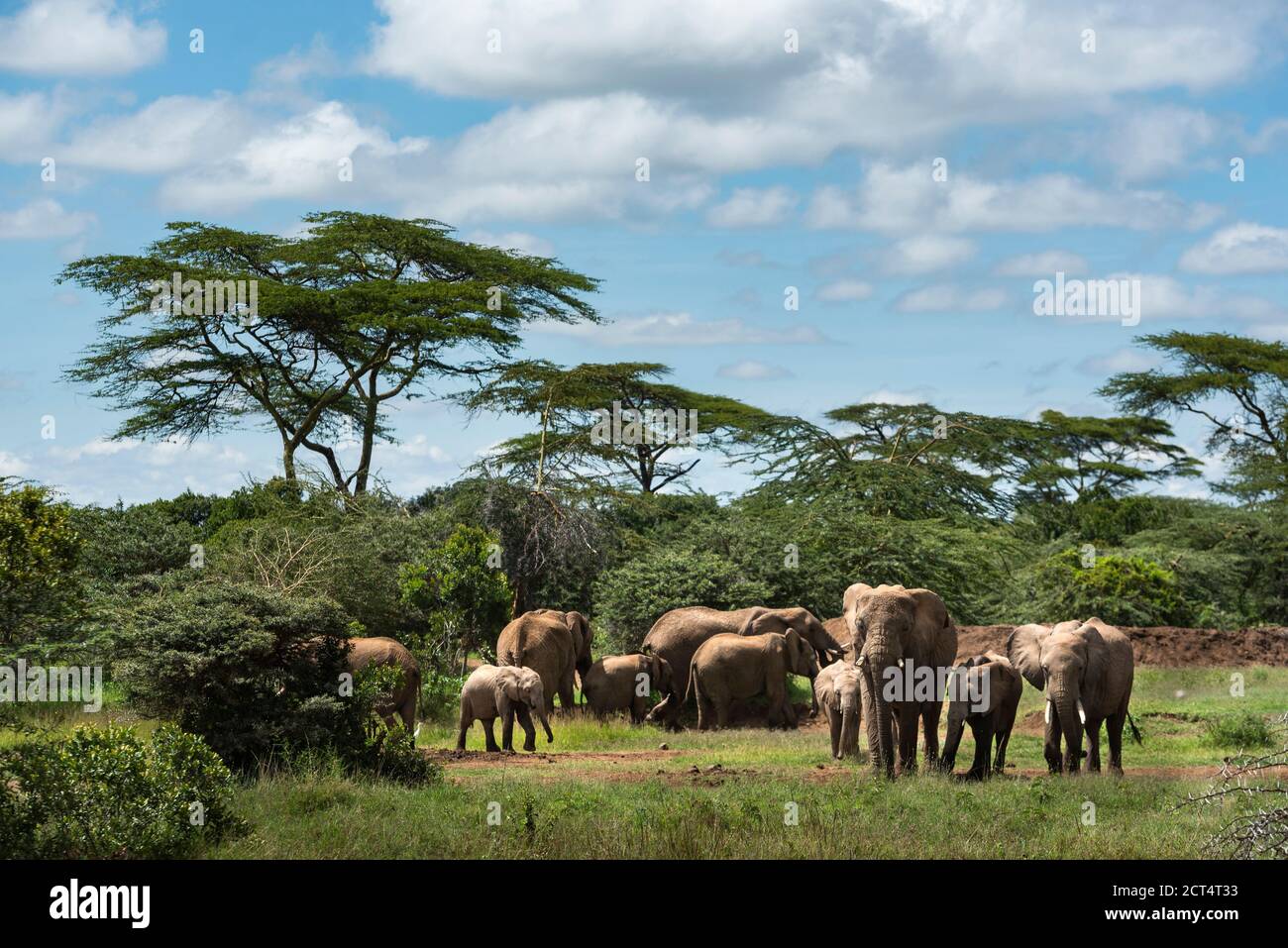 Herd of African Elephant (Loxodonta africana) at Sosian Ranch, Laikipia County, Kenya Stock Photo