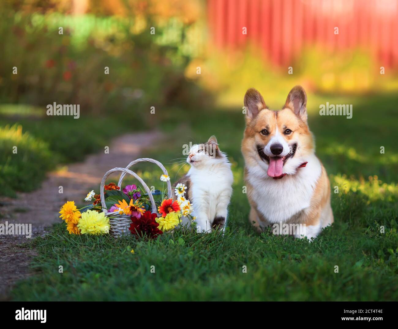 dog sitting down clipart flowers