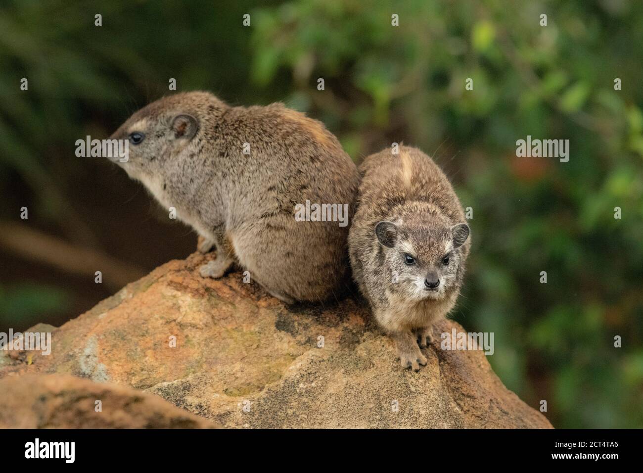 The Rock Hyrax (Procavia capensis) at Sosian Ranch, Laikipia County, Kenya Stock Photo