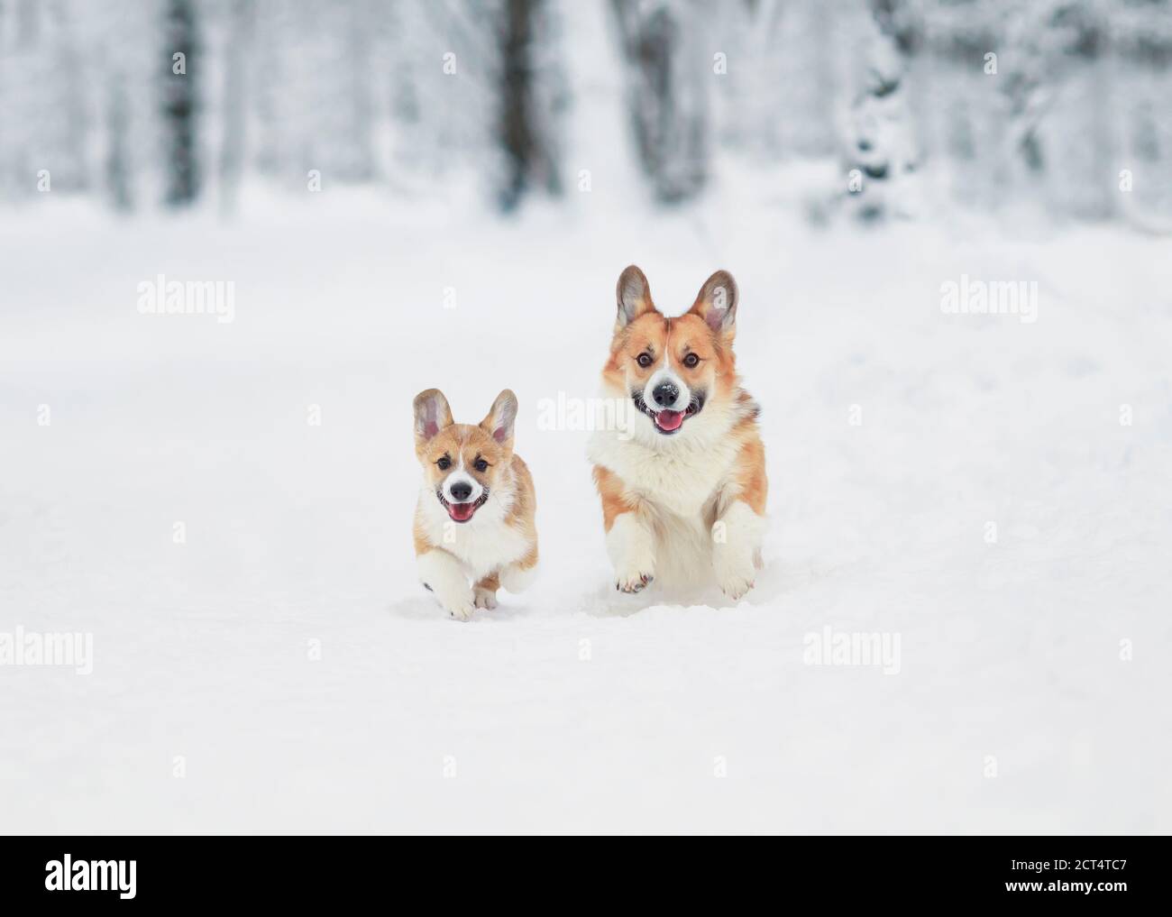 beautiful Corgi dog with its red puppy runs merrily through white snowdrifts Stock Photo