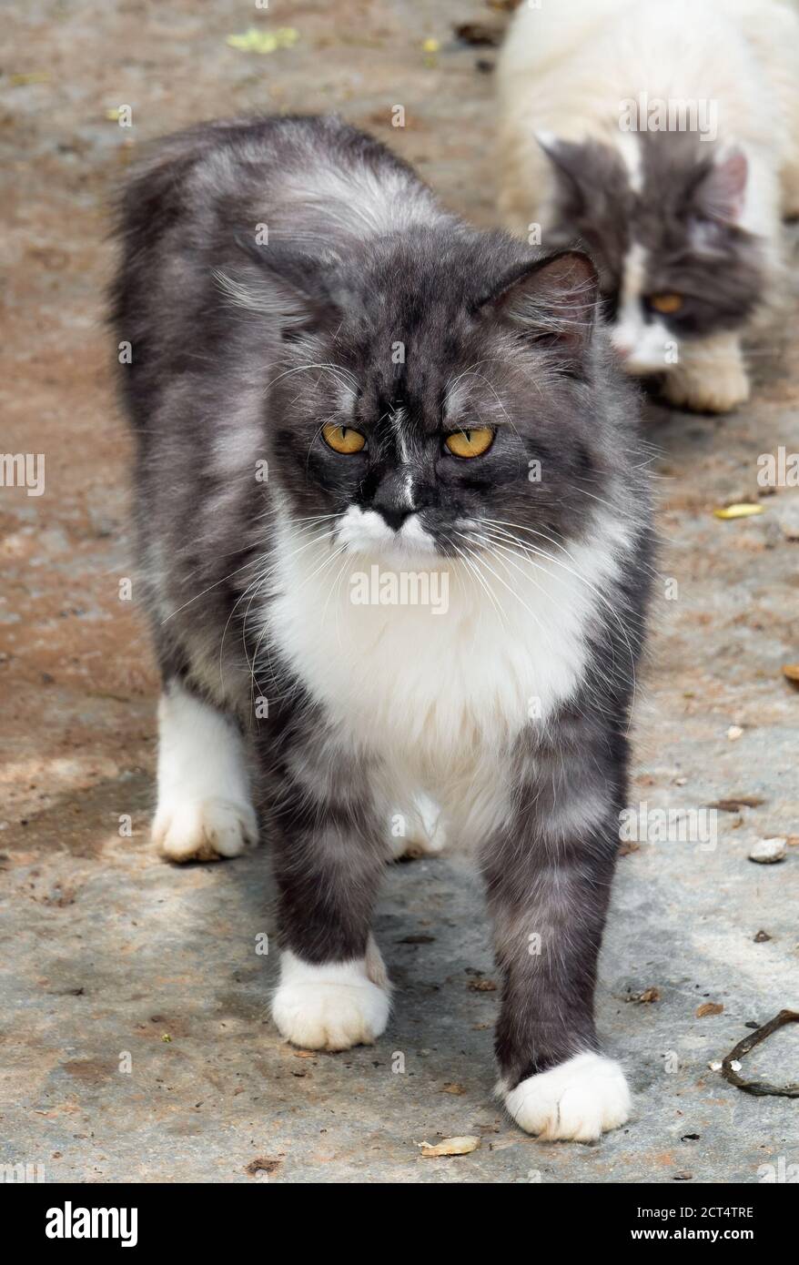 Closeup Persian Cat Standing on The Floor Stock Photo