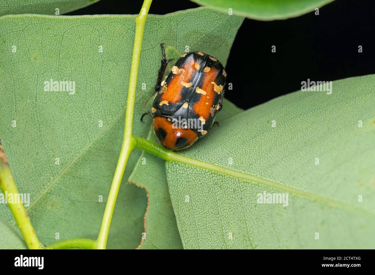 Flower chafer beetle, Oxycetonia versicolor, Satara, Maharashtra, India Stock Photo