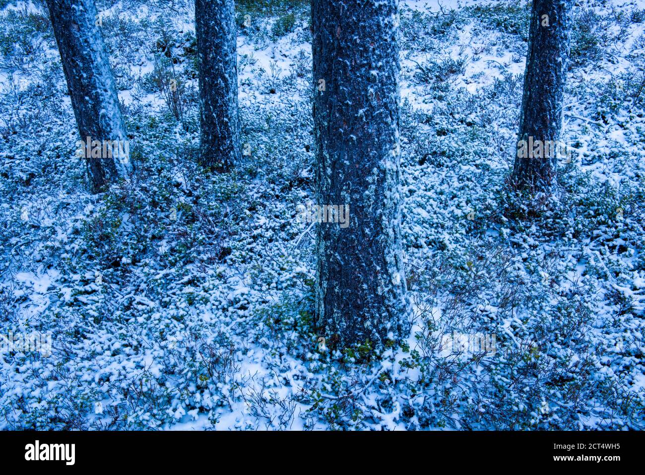 Winter landscape of ice covered frosty trees in a forest, Akaslompolo, Lapland, Finland Stock Photo