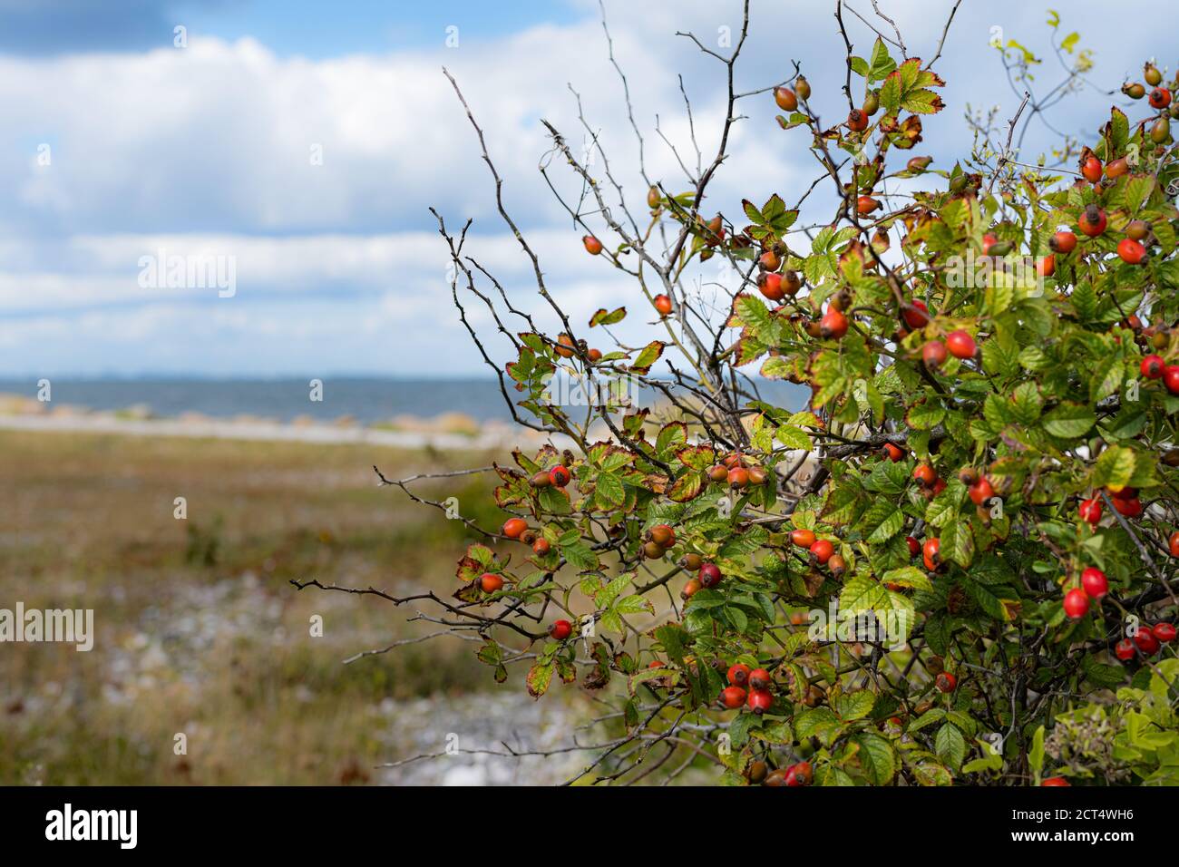 Red rosehip with the ocean in the background. Picture from Oresund, Malmo, Sweden Stock Photo