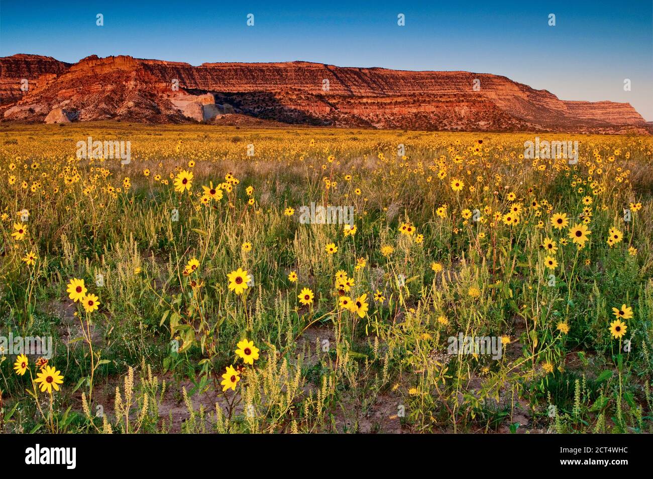 Sunflowers at Fiftymile Bench, Straight Cliffs in distance, Kaiparowits