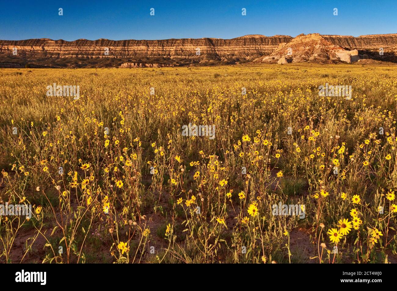 Sunflowers at Fiftymile Bench, Straight Cliffs in distance, Grand