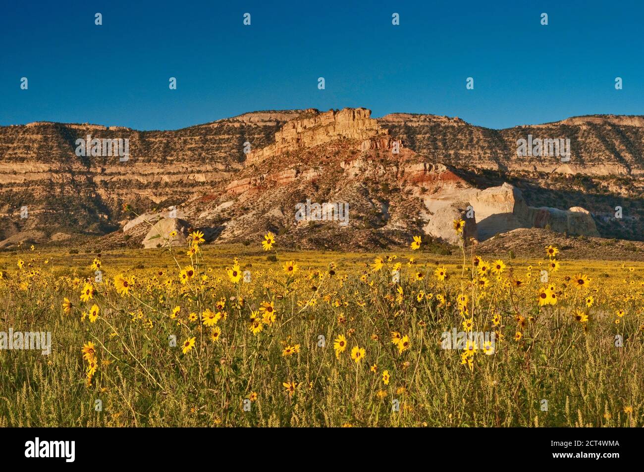 Sunflowers at Fiftymile Bench, Straight Cliffs in distance, Kaiparowits