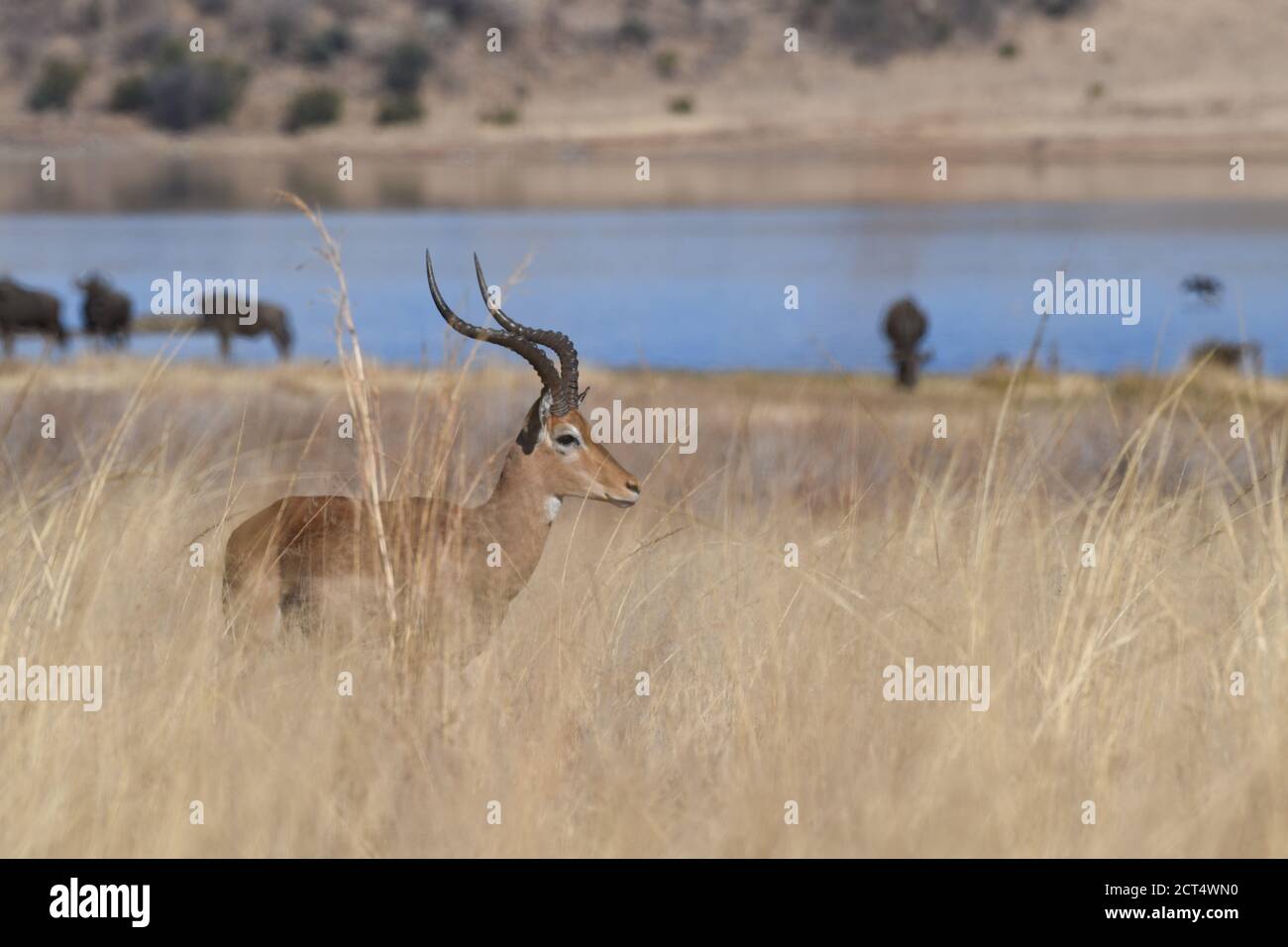 Impala long horns standing hi-res stock photography and images - Alamy