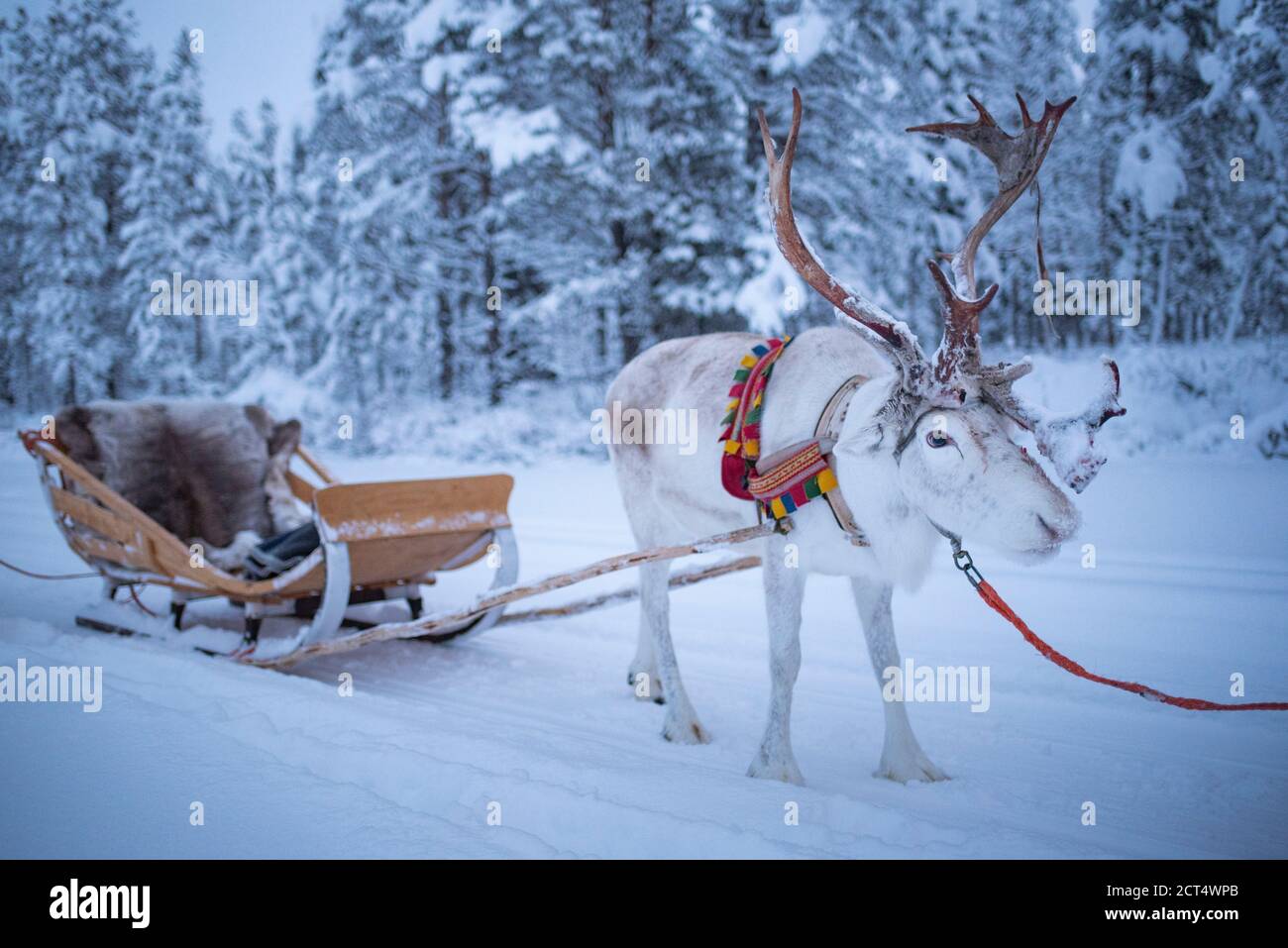 Reindeer at Torassieppi Reindeer Farm, Lapland, Finland Stock Photo - Alamy