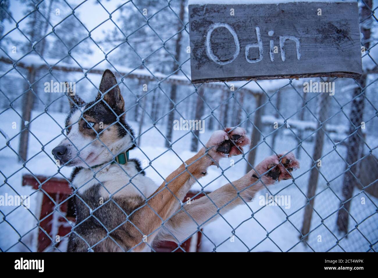 Husky dog waiting to go husky dog sledding in its kennel in the cold winter snow covered landscape, Torassieppi, Lapland, Finland Stock Photo