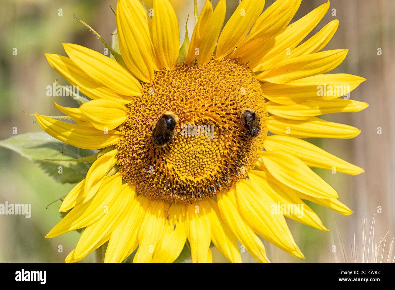A smiling sunflower head in a cornfield, with bees for eyes. Stock Photo