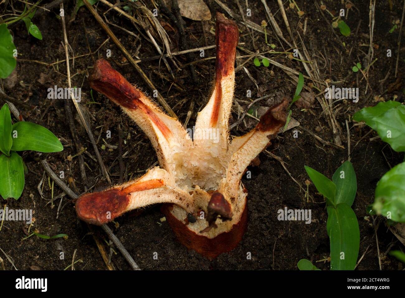 The flower of the Hydnora or Jackal Food is the only portion of this parasitic plant to appear above ground in the early rain season. Stock Photo