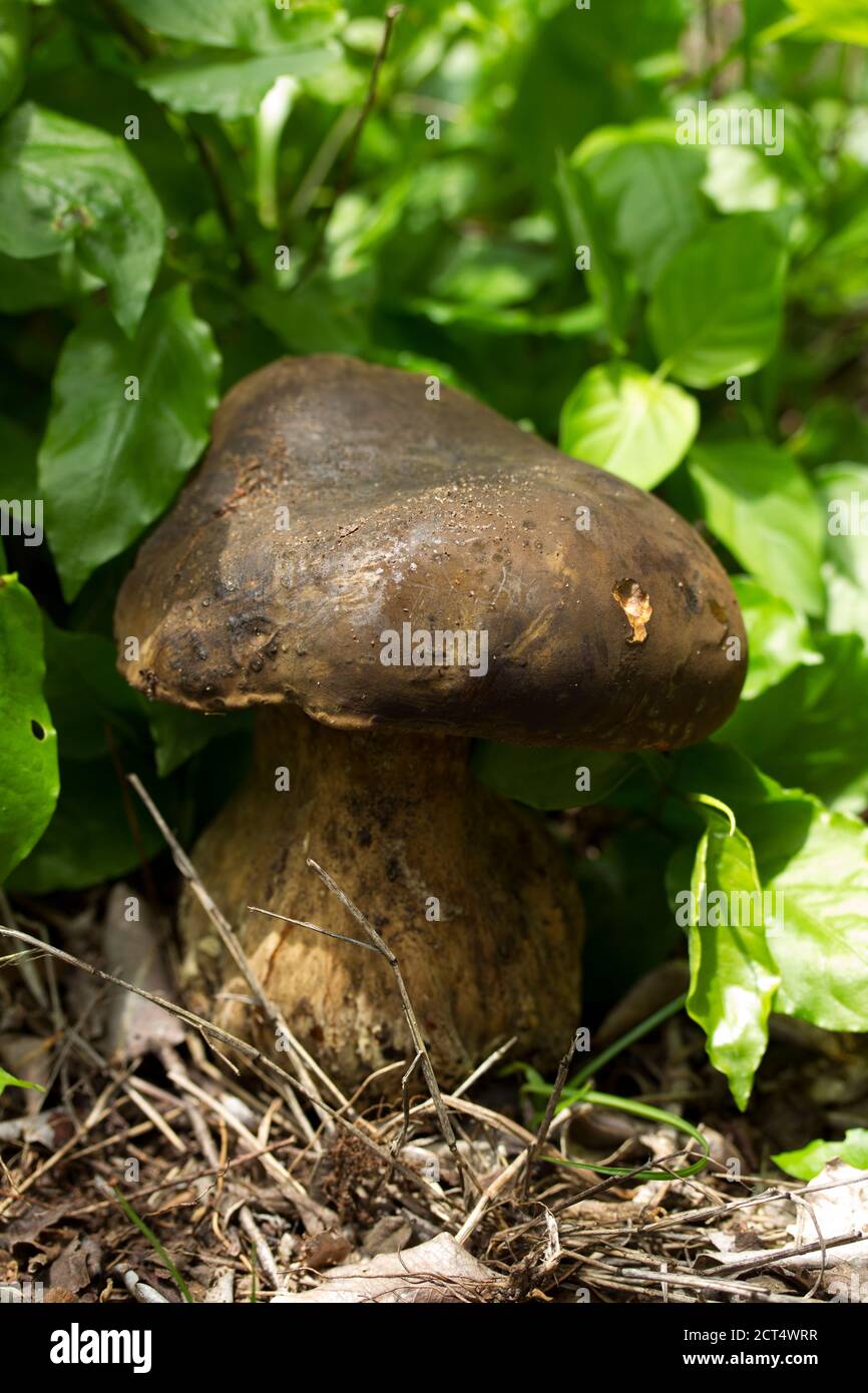 The name of the edible Chestnut Bolete refers to the colour of the early stages of the spore bodies development. Stock Photo