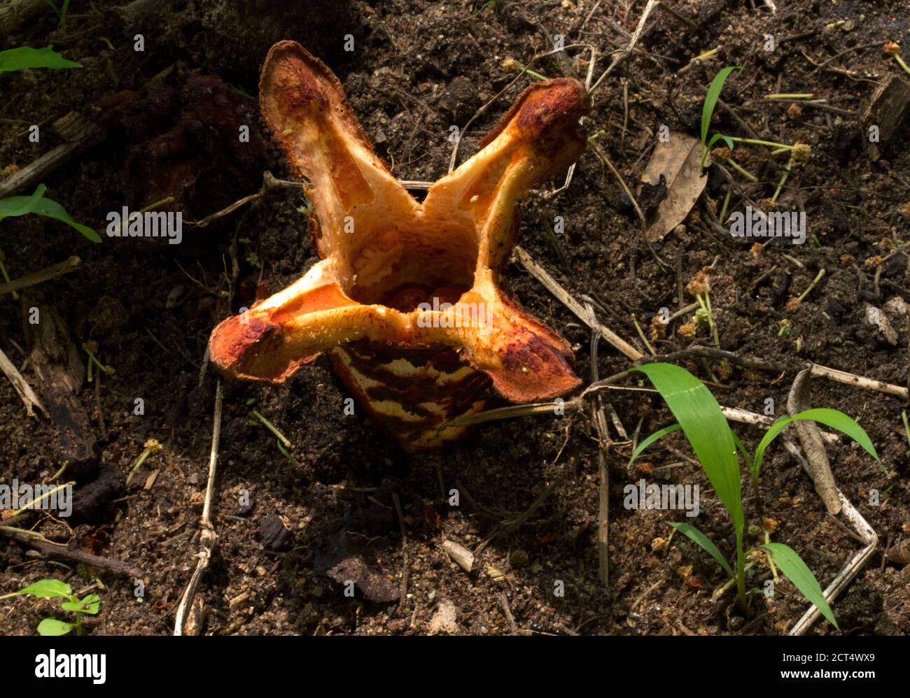 The Jackal Food plant is most unusual flowering parasitic plant long considered a fungus. Only the flowering body appears above the surface Stock Photo