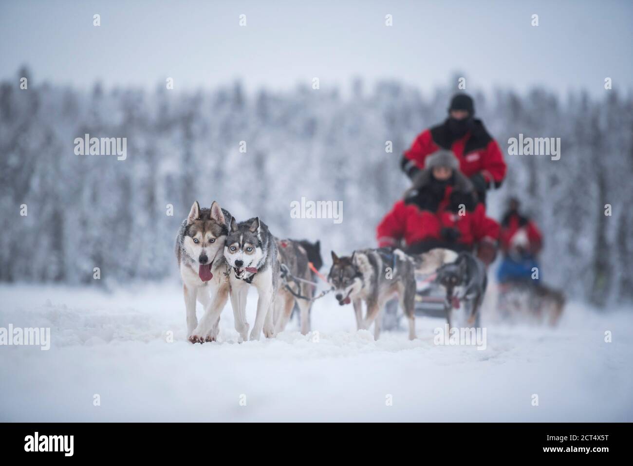 Huskies excited to be on a husky dog sledding adventure in the cold snow covered winter landscape, Torassieppi, Lapland, Finland Stock Photo