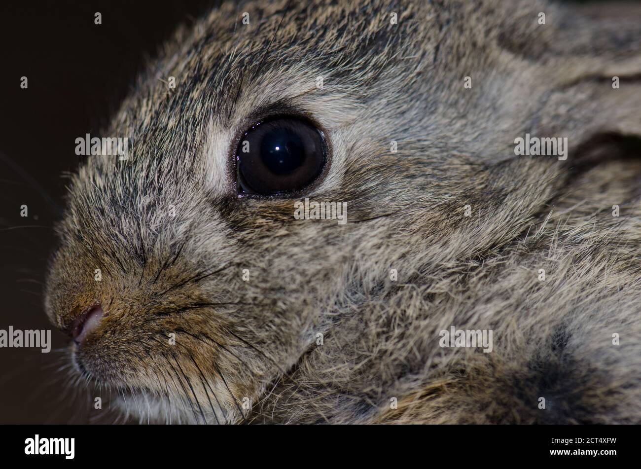 European rabbit Oryctolagus cuniculus, Integral Natural Reserve of ...