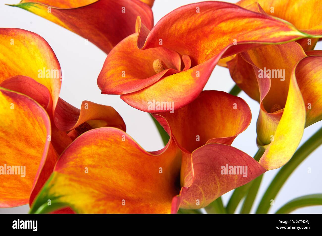 Bouquet of Red and Yellow Calla Lilies. Close-up photo. Stock Photo