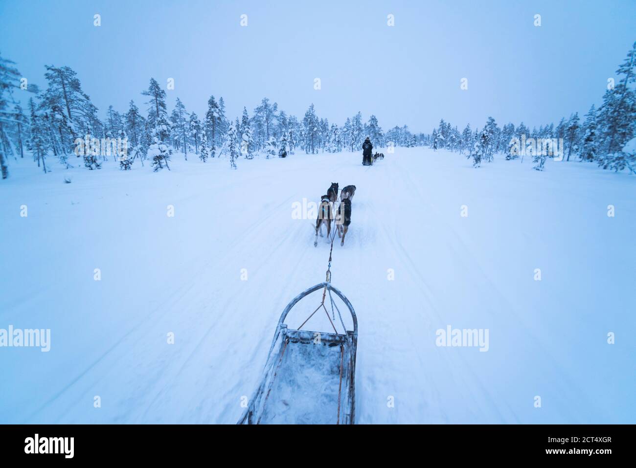 Husky dog sledding adventure on vacation on a frozen icy snow covered lake in winter in the Lapland landscape in a forest in Finland Stock Photo
