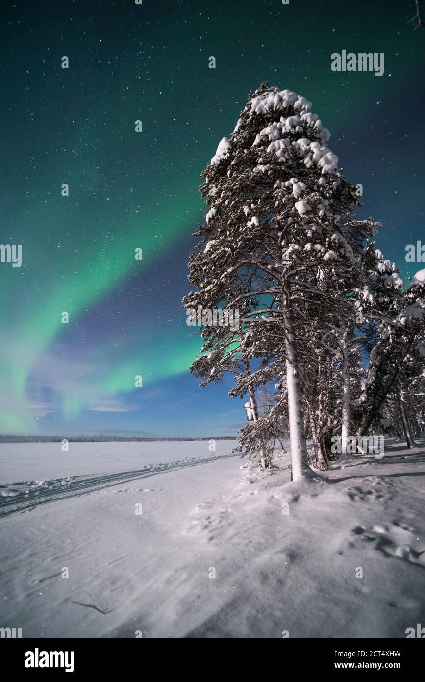 Northern Lights (aurora borealis) display over snow covered trees in a ...