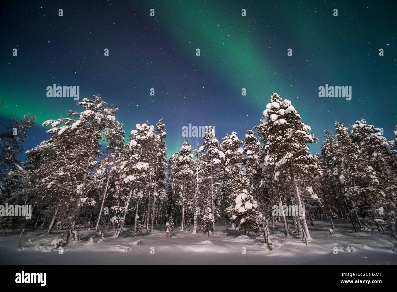 Northern Lights (aurora borealis) display over snow covered trees in a ...
