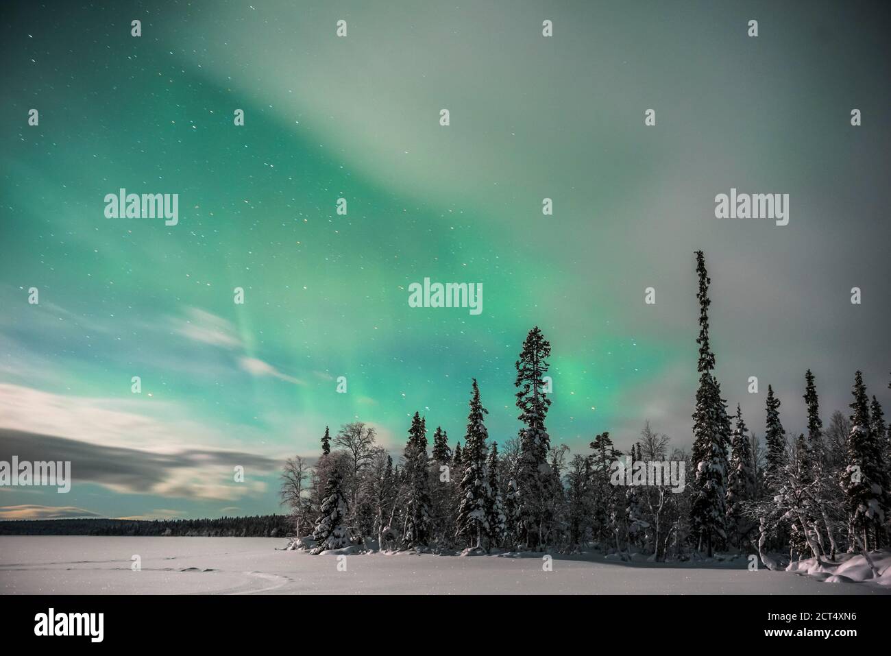 Northern Lights (aurora borealis) display over snow covered trees in a ...