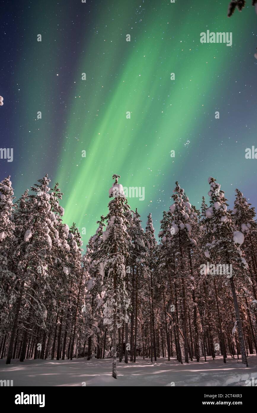 Northern Lights (aurora borealis) display over snow covered trees in a ...