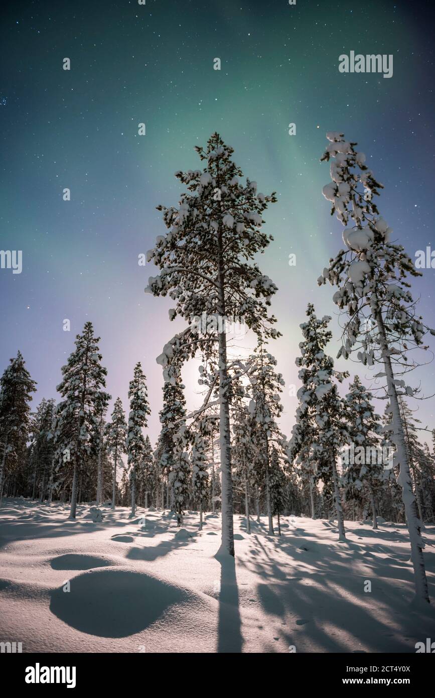 Northern Lights (aurora borealis) display over snow covered trees in a ...
