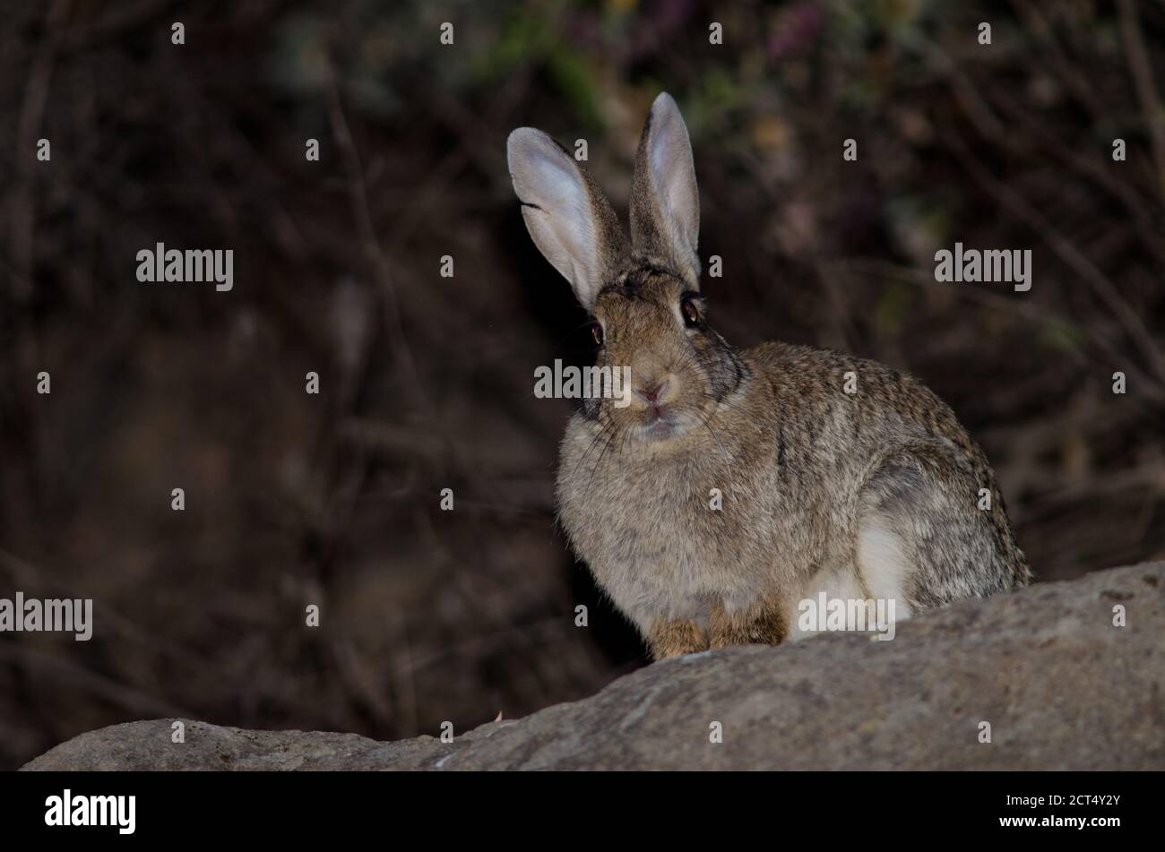 European rabbit Oryctolagus cuniculus, The Nublo Rural Park. Tejeda ...