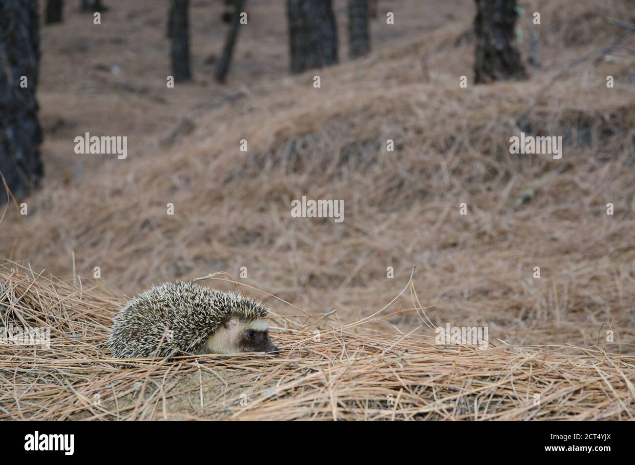 North African hedgehog Atelerix algirus. The Nublo Rural Park. Tejeda. Gran Canaria. Canary Islands. Spain. Stock Photo