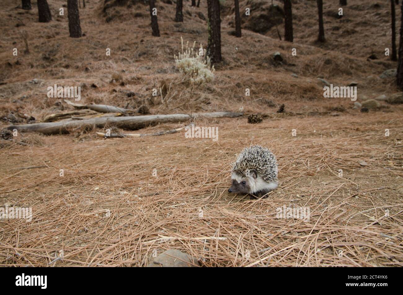 North African hedgehog Atelerix algirus. The Nublo Rural Park. Tejeda. Gran Canaria. Canary Islands. Spain. Stock Photo