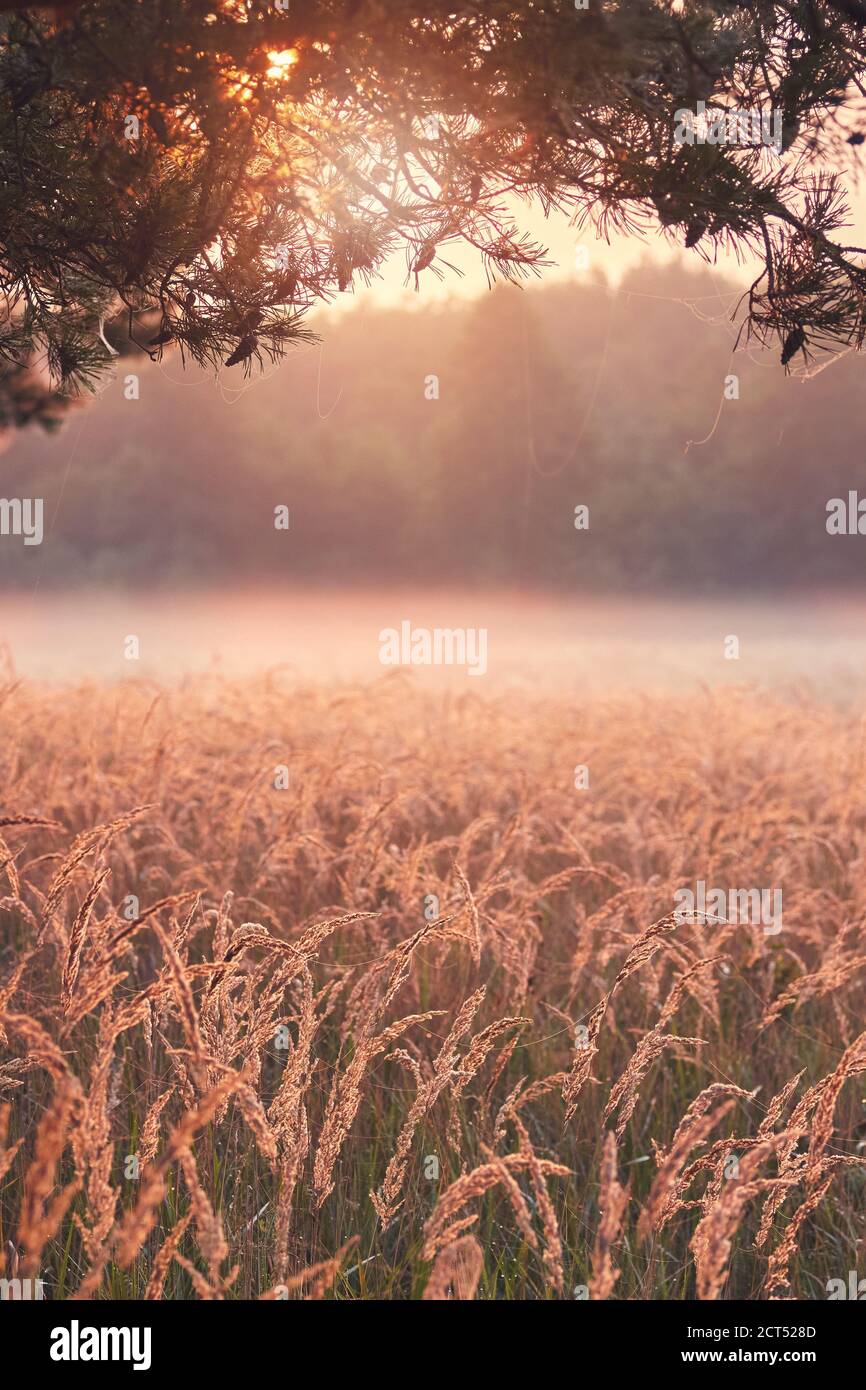 Fog mist grass hi-res stock photography and images - Alamy
