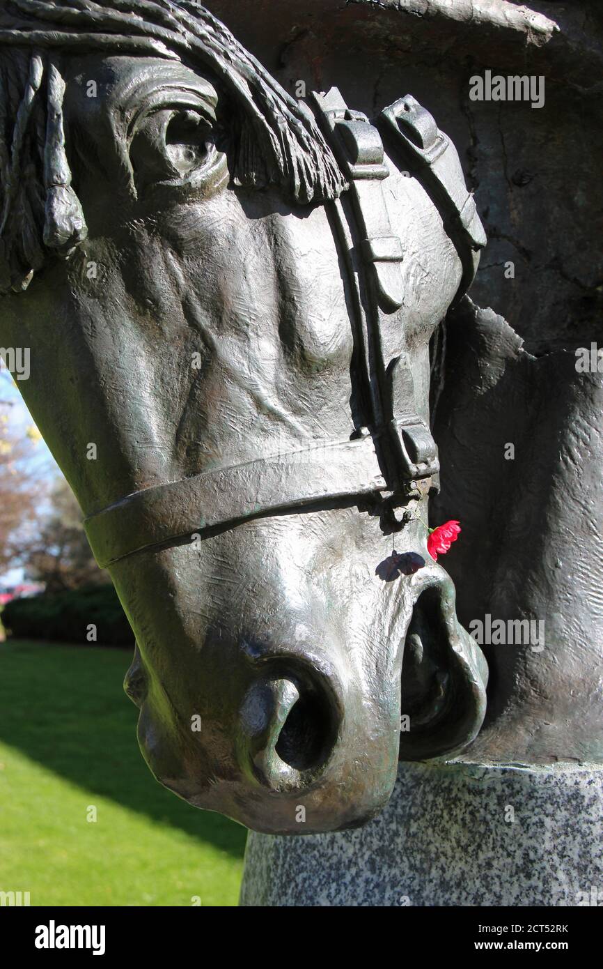 horse statue at the australian war memorial in canberra (australia