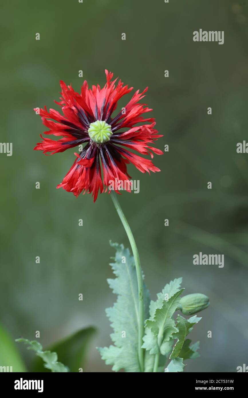 single open flower head of a red papaver - poppy Stock Photo
