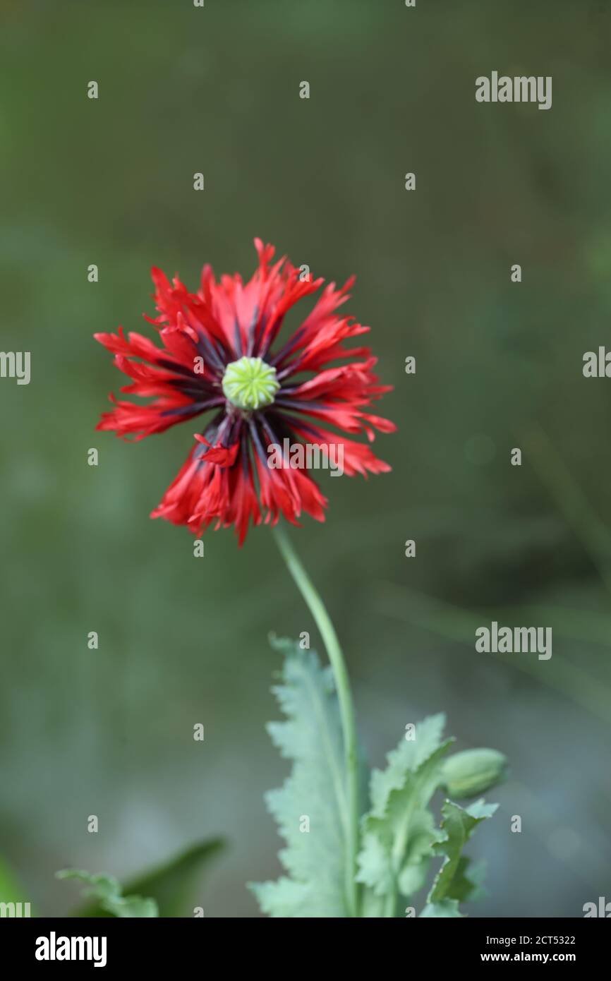 single open flower head of a red papaver - poppy Stock Photo