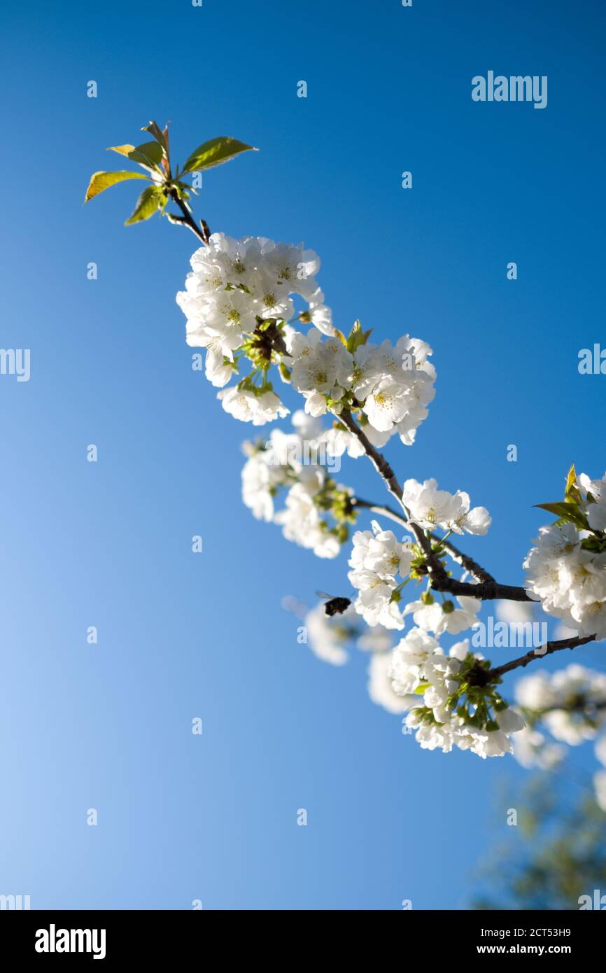 looking up at a blooming cherry blossom on a branch being pollinated by a lone bee in Spring with clear blue sky in background, Montpellier, France Stock Photo